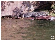 Crocodile - River Chambal at Kota