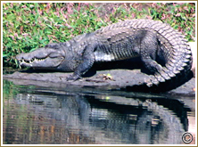 Crocodile - River Chambal at Kota